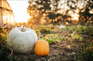The Art of Pumpkin Harvesting
